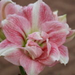 Amaryllis