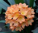Clivias