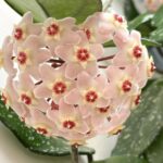 Hoya's and Dischidia's