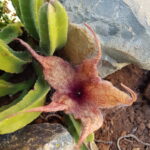 Succulents, Cacti and other Plants