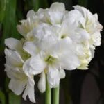 Amaryllis Alaska