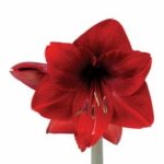 Amaryllis Dynamite