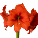 Amaryllis Gold Medal