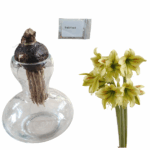 Amaryllis Graffiti Kit