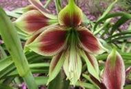 Amaryllis Papilio (Butterfly) - Image 2