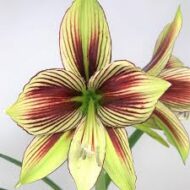 Amaryllis Papilio (Butterfly)