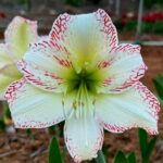 Amaryllis Snow Flake