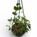 Dischidia Ointha