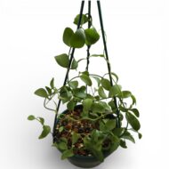 Dischidia Ointha