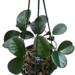 Hoya Australis