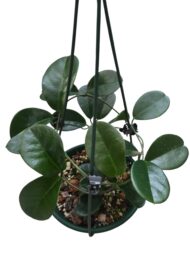 Hoya Australis