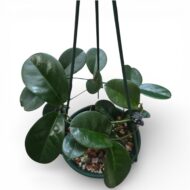 Hoya Australis - Image 4