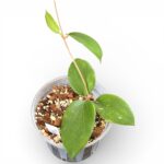 Hoya Aldrichii