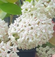 Hoya Australis - Image 2