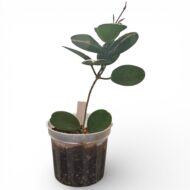 Hoya Australis - Image 4