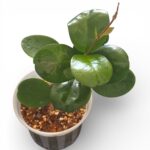 Hoya Australis