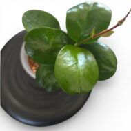 Hoya Australis - Image 3
