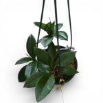 Hoya Carnosa x Fungii (also known as Hoya Colonel Meekins)