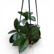 Hoya Carnosa x Fungii (also known as Hoya Colonel Meekins)