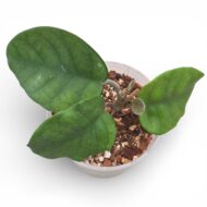 Hoya Fungii - Image 3