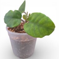 Hoya Fungii - Image 4
