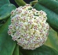 Hoya Globulosa - Image 2