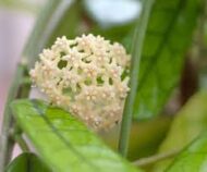Hoya Globulosa - Image 3