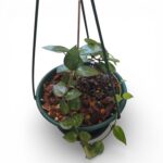 Hoya Krohniana