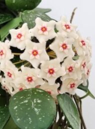 Hoya Mathilde - Image 2