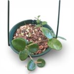 Hoya Mathilde