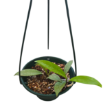 Hoya Pubicalyx