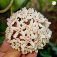 Hoya Australis - Image 2
