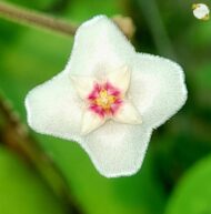 Hoya Fungii - Image 2