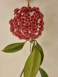 Hoya Pubicalyx - Image 2