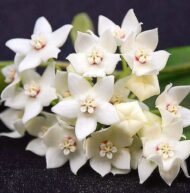 Hoya Albiflora - Image 2