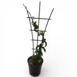 Hoya Compacta