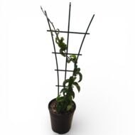 Hoya Compacta