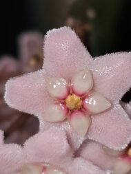Hoya Compacta - Image 2