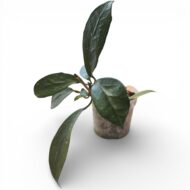 Hoya Diversifolia - Image 3
