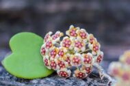 Hoya Kerrii (Sweetheart Hoya) - Image 3