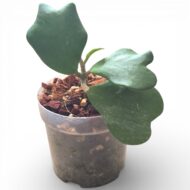 Hoya Kerrii (Sweetheart Hoya)