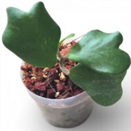 Hoya Kerrii (Sweetheart Hoya) - Image 5