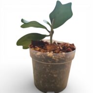 Hoya Kerrii (Sweetheart Hoya) - Image 4