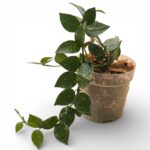Hoya Krohniana