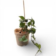 Hoya Krohniana - Image 3