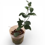 Hoya Nummularioides
