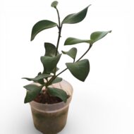Hoya Nummularioides - Image 3
