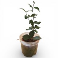 Hoya Nummularioides - Image 4