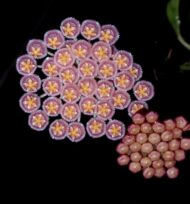 Hoya Obscura - Image 2