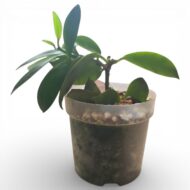 Hoya Obscura - Image 4